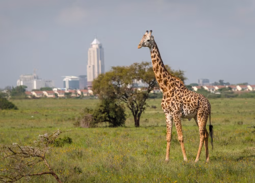 Nairobi City Tours: A Complete Guide to Exploring Kenya’s Capital